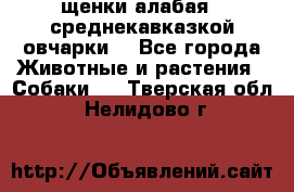 щенки алабая ( среднекавказкой овчарки) - Все города Животные и растения » Собаки   . Тверская обл.,Нелидово г.